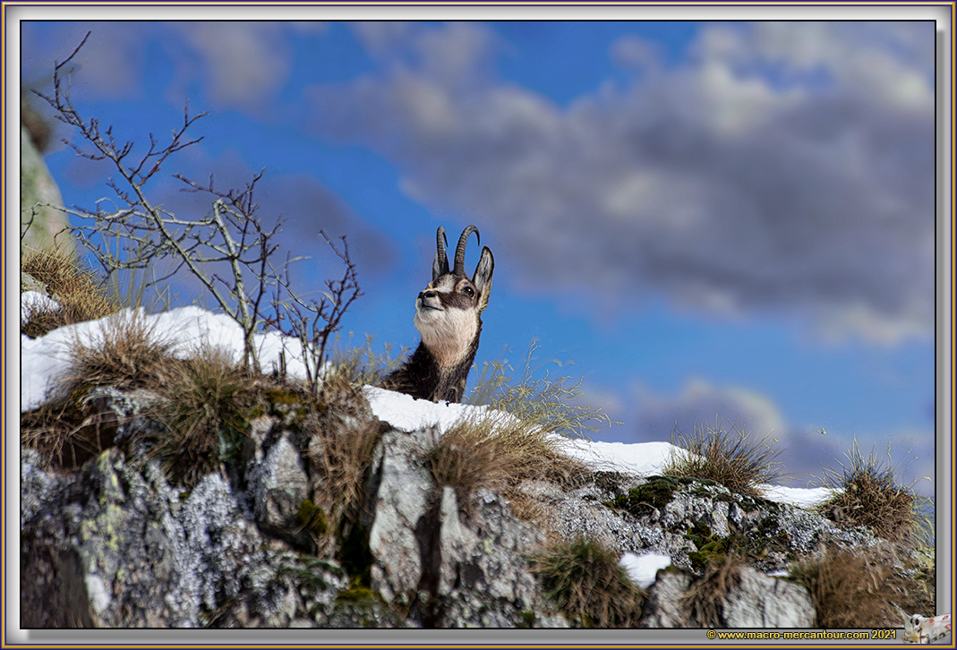 Chamois